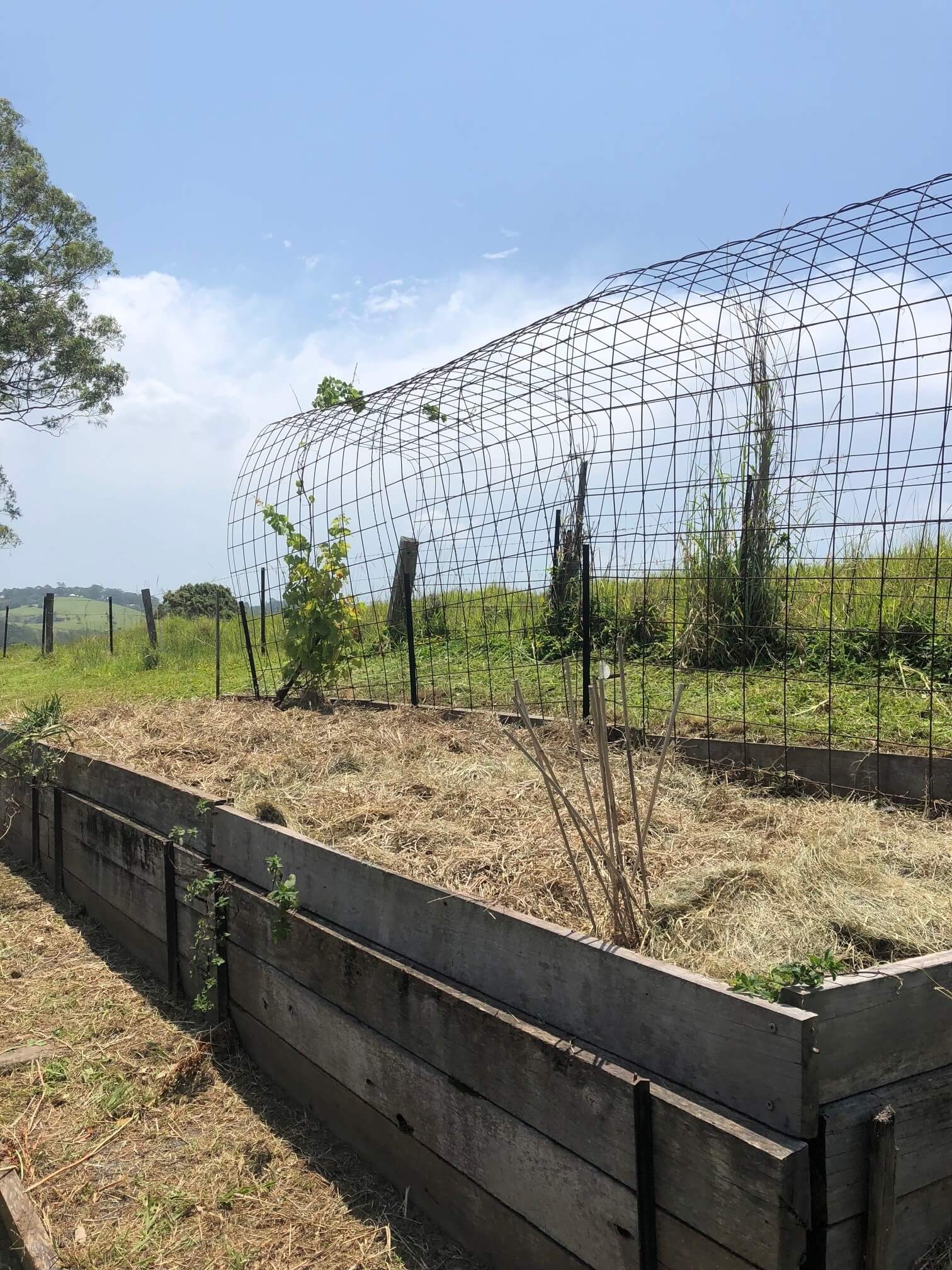 Raised vegetable beds with a wire cloche, hinterland views beyond